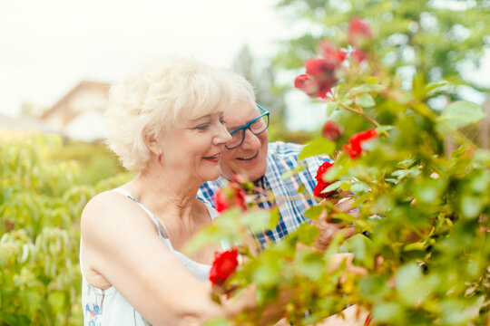 Cheerful senior man and woman cutting the garden roses in front of their house