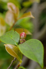 ヤマツツジの実