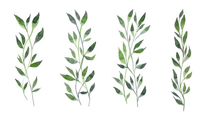 Hand-painted watercolor illustration of a spring green branch. Isolated watercolor illustration of a green plant on a white background. A delicate watercolor branch