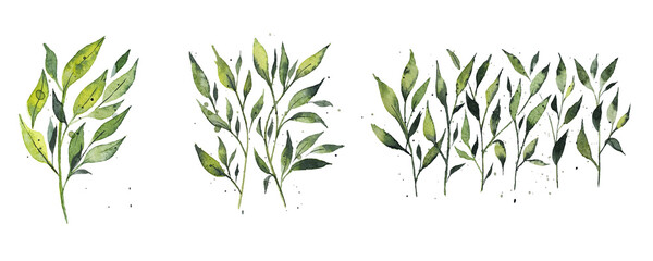 Hand-painted watercolor illustration of a spring green branch. Isolated watercolor illustration of a green plant on a white background. A delicate watercolor branch