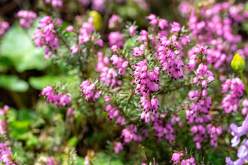 Obraz na płótnie Canvas Erica with pink flowers close-up on a flower bed in the park