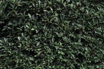 Naklejka premium Abstract vintage green leaf texture background
