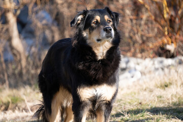 dog best friend of man