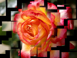 artistic composition of rose flowers with quadrilateral effects destructuring the flower,