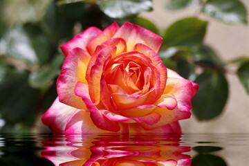 artistic composition of rose flower falling on the water and reflected,