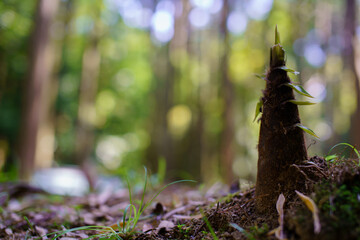 熊野古道松本峠のタケノコ