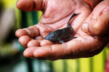 small pleco fish baby in hand of a fish farmer - obrazy, fototapety, plakaty