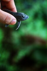 cute little crocodile pleco fish in hand in nice blur background - obrazy, fototapety, plakaty