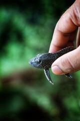 cute little crocodile pleco fish in hand in nice blur background - obrazy, fototapety, plakaty