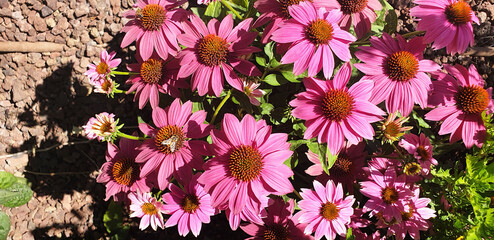 Top view of pink echinacea or daisy flowers blooming in a flower bed. - obrazy, fototapety, plakaty