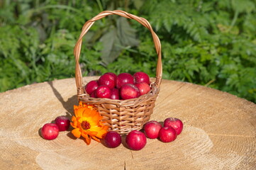 Red apples ranet in a basket on a stump