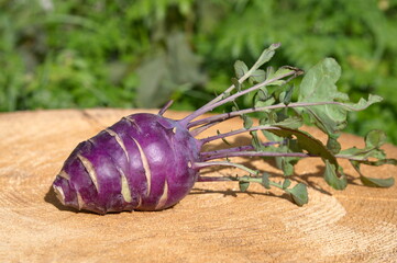 Purple kohlrabi cabbage on a stump in the garden