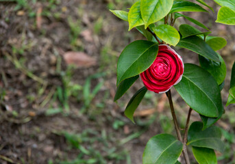 Beautiful red flower rose in full bloom with faded grunge effect