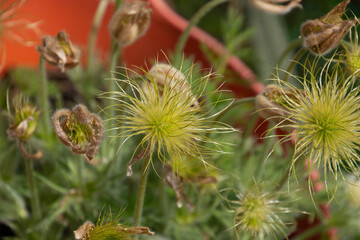abstract fruits of Pulsatilla alba in the early may in the ornamental garden