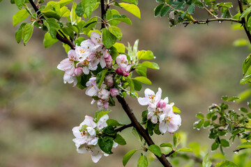 mountain plants and flowering branches after rain in the mountains