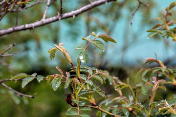 mountain plants and flowering branches after rain in the mountains