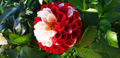 Red and white dahlia pinnata flower on a background of green leaves. Panorama.