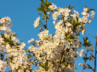 Low angle view of white cherry flowers blooming on branch during sunny day