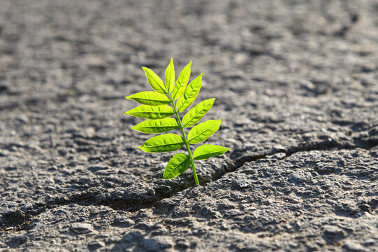 plant sprout growing through asphalt crack