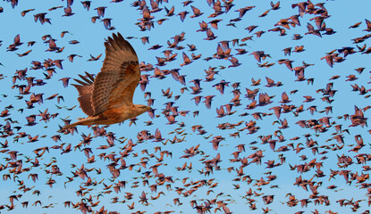 Red tailed hawk attacked to a many birds (starling) - obrazy, fototapety, plakaty