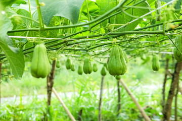 Fresh chayote plants in the garden