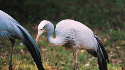 Outdoor shot of a beautiful blue crane with flawless plumage. Wildlife concept. High quality photo