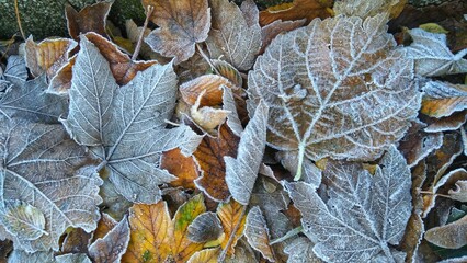 Gefrorene Bl&auml;tter - Frozen leafs