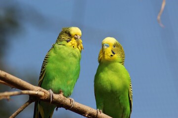 Wellensittiche - Budgies