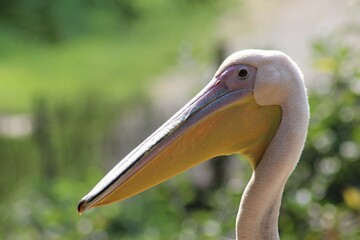 Pelikan - Pelican