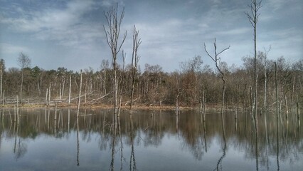 Abgestorbene B&auml;ume - Dead trees