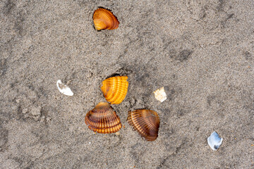 colorful shells on the sandy beach at low tide