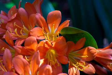 Close-up of bright orange flowers of a bush lily (clivia miniata) which is native to South Africa and Eswatini