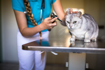 Sick cat being examined by a vet doctor in a veterinarian clinic