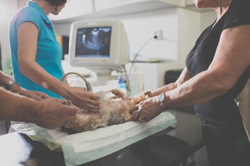 Sick dog being examined by a vet doctor in a veterinarian clinic