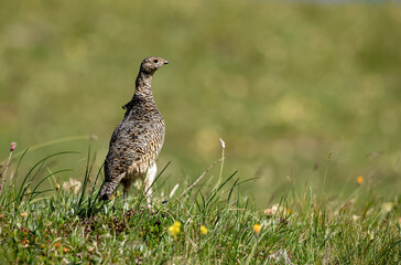 Lagopède alpin (Lagopus mutus) attitude de femelle en alerte. Alpes. France