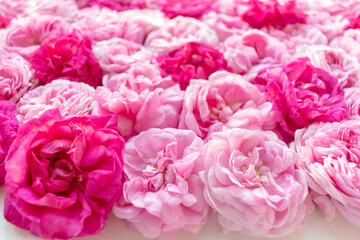 Pink and crimson rose buds.Beautiful floral holiday background.Tea Rose.Top view, soft focus
