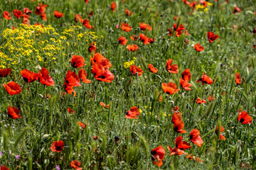 Fototapeta premium spring bright red poppies on a juicy green background on a sunny day