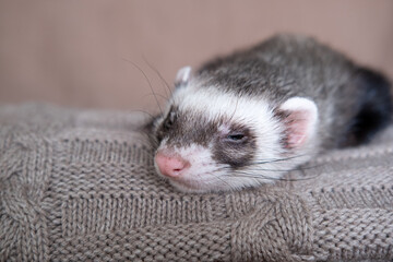 Gray-black sable ferret Domestic ferret concept. Exotic pet care concept. Isolated on background