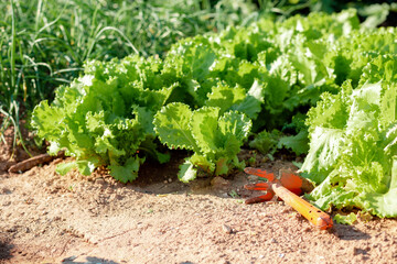 An old hand hoe is lying on the ground near the lettuce bushes. Close up. Copy space. Gardening and weeding concept - obrazy, fototapety, plakaty