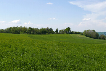 idyllic and relaxing view of green meadows in the countryside