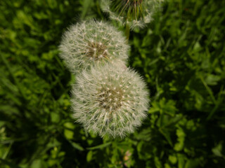 close-up of delicate dandelion in the countryside