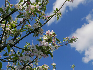 flowering cherry branches against the blue sky