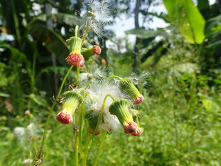 Weeds in the garden on a blurred background. Its Sintrong (Crassocephalum crepidioides) also called ebolo, thickhead, redflower ragleaf, or fireweed is a type of weed plant belonging to the Asteraceae