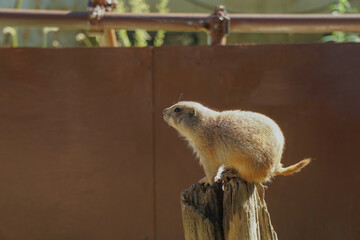 prairie dog　プレイリードッグ、プレーリードッグ