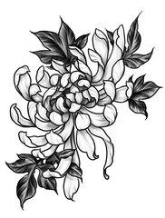 Chrysanthemum flower in graphic illustration Japanese tattoo style