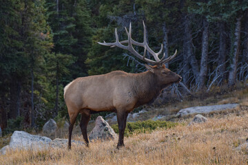 Elk in Rocky Mountain National Park, Colorado, USA