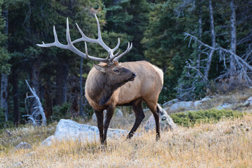 Naklejka na ściany i meble Elk in Rocky Mountain National Park, Colorado, USA