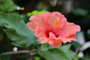 Hibiscus in full bloom