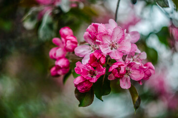 Flowering paradise apples on a faded background. 