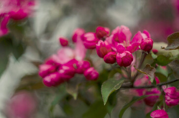 Flowering paradise apples on a faded background. 